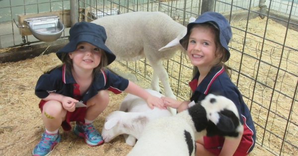 The Wallabies and Kangaroos Visit Myuna Farm
