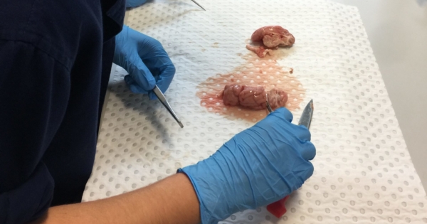 Year 9 Brain Dissection